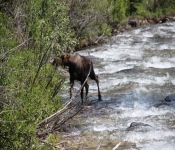 MontanaMoose2013 010